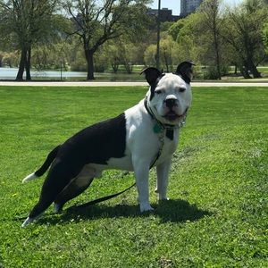 Meet your Posher, Anthony